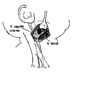 VEIA FACIAL